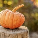 pumpkin on stump