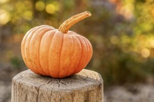 pumpkin on stump